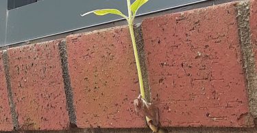 A small spring growing out of a hole in a brick wall.
