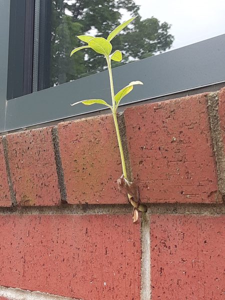 A small sprig growing out of a hole in a brick wall.