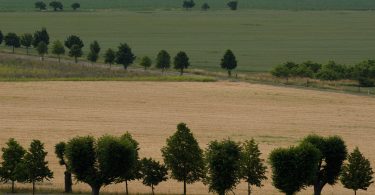 fields separated by trees