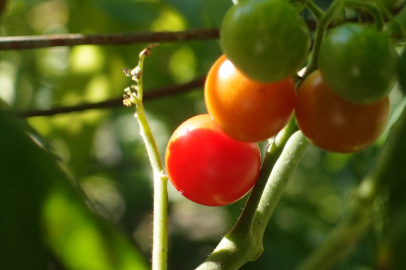 cherry tomatoes on a vine