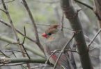 male bird in the tree