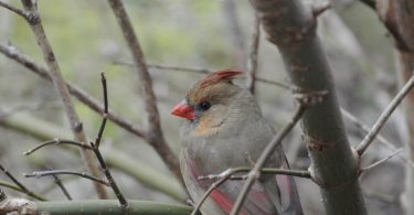 male bird in the tree
