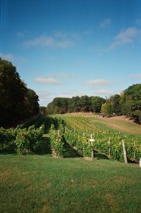 field of vines