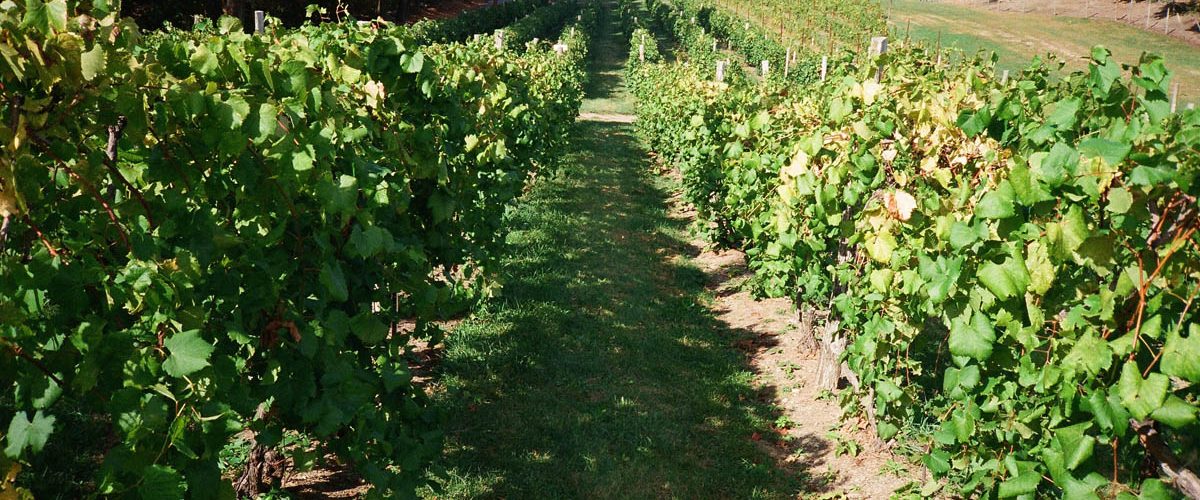 field of vines