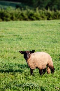 lamb in field