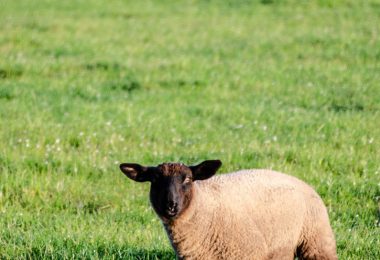 lamb in field