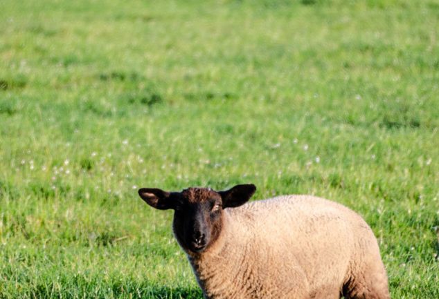 lamb in field