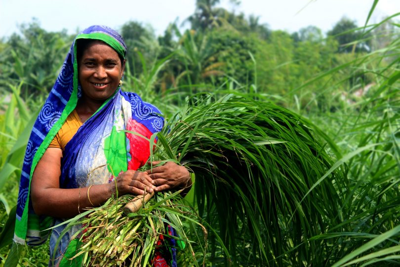 Woman harvesting in a field
